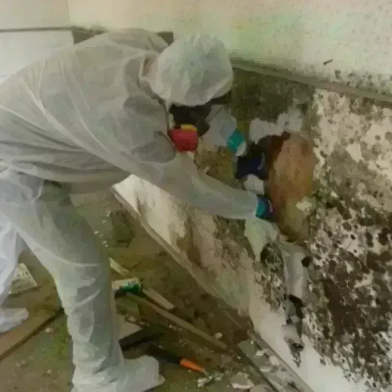 Mold Remediation and Removal in Colorado City, CO